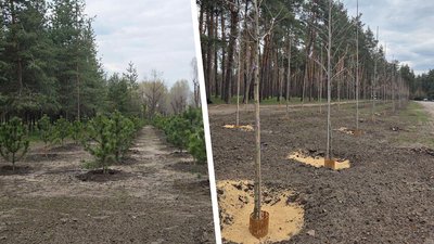 сосни і платани-лісопарк Сосновий