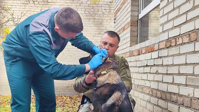 У кінологічному центрі за собакою доглядає ветеринар У кінологічному центрі за собакою доглядає ветеринар