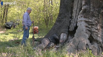Як на Черкащині доглядають за найстарішим деревом України