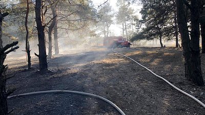 На Миколаївщині в Балабанівському лісі горіла хвойна підстилка