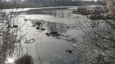На Чернігівщині у ставку знайшли тіло жінки
