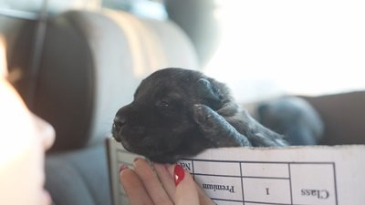 Волонтери з Дніпра евакуювали з Донеччини собаку та чотирьох цуценят