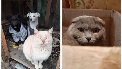 Кропивничанка тримає вдома 10 собак та 20 котів