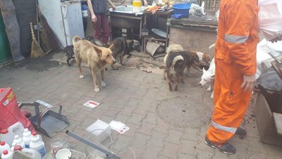В Одесі під час пожежі в притулку для тварин врятували 40 котів та 350 собак