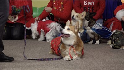 Коргі у костюмі дракона та чихуа-хуа в образі королеви: на карнавал до дітей з інвалідністю завітали собаки-терапевти