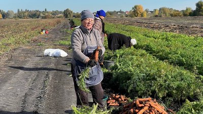 Буряк та морква на Черкащині