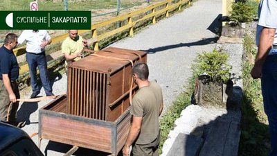 Ведмеді Балу та Тимоша прибули до Реабілітаційного Центру Бурого Ведмедя на Міжгірщині Ведмеді Балу та Тимоша прибули до Реабілітаційного Центру Бурого Ведмедя на Міжгірщині