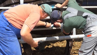 Росіяни обстріляли ферму у Глухові на Сумщині Росіяни обстріляли ферму у Глухові на Сумщині