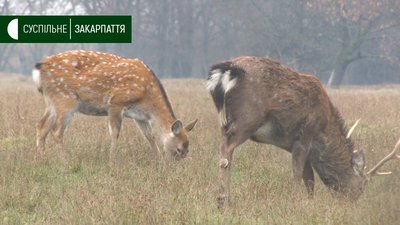 Майже 400 плямистих оленів живуть на фермі в селі Іза Хустського району Майже 400 плямистих оленів живуть на фермі в селі Іза Хустського району