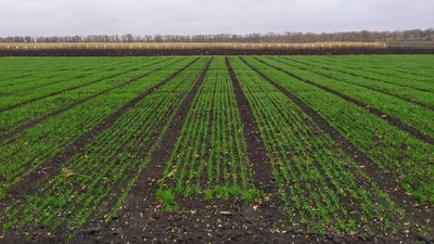 На Кіровоградщині посіяли озимі зернові культури на 90% від запланованих площ На Кіровоградщині посіяли озимі зернові культури на 90% від запланованих площ