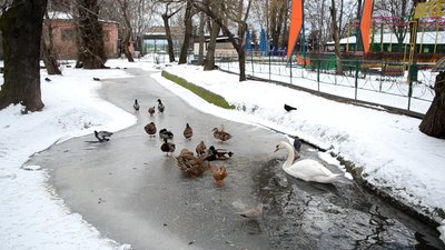 "Холод – не проблема". Як зимують тварини з Одеського зоопарку "Холод – не проблема". Як зимують тварини з Одеського зоопарку