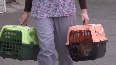 Вуличних собак та котів привезли до міської ветклініки на стерилізацію Вуличних собак та котів привезли до міської ветклініки на стерилізацію