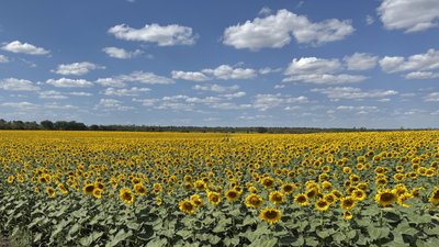 Поле соняшнику у Донецькій області