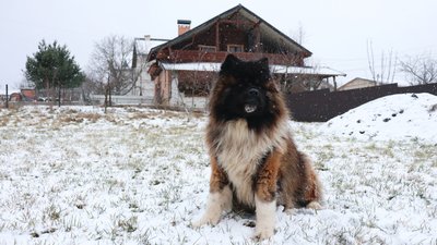 Погода, зима, собака