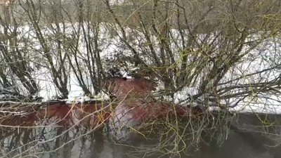 У річці Нараївка амоній перевищує норму удев’ятеро. Держекоінспекція Карпатського округу У річці Нараївка амоній перевищує норму удев’ятеро. Держекоінспекція Карпатського округу