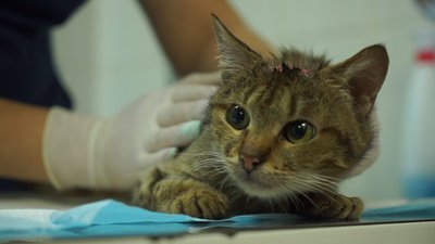 Рана у формі п'ятикутної зірки: у харківському притулку лікують травмовану кішку