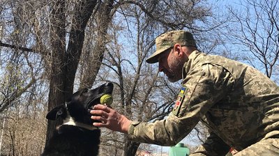Шукає зброю та допомагає у затриманні. В Одесі на блокпостах разом з військовими несе службу пес Кай Шукає зброю та допомагає у затриманні. В Одесі на блокпостах разом з військовими несе службу пес Кай