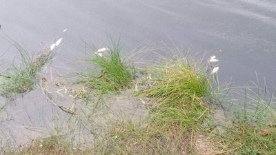 У ставку на Тернопільщині через стічні води загинула риба У ставку на Тернопільщині через стічні води загинула риба
