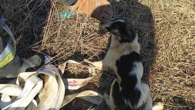 На Львівщині надзвичайники врятували собаку На Львівщині надзвичайники врятували собаку