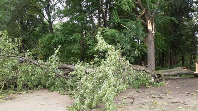 Повалені дерева, внаслідок буревію у селі Пижівка, 30 серпня 2023. Фото: Новоушицька громада Повалені дерева, внаслідок буревію у селі Пижівка, 30 серпня 2023. Фото: Новоушицька громада