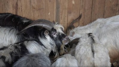 козли, евакуація, допомога, Дніпро