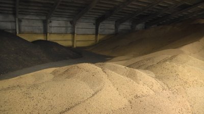 У Житомирській області триває збір зернових – новий урожай немає де зберігати