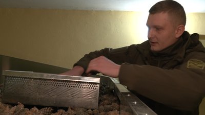 На Черкащині заготовляють насіння шишки, сушити звозять до лісництва На Черкащині заготовляють насіння шишки, сушити звозять до лісництва