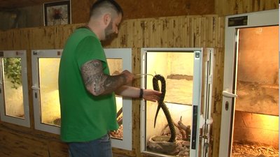 Звикають до нового дому: у черкаському зоопарку живуть тварини-"переселенці" Звикають до нового дому: у черкаському зоопарку живуть тварини-"переселенці"