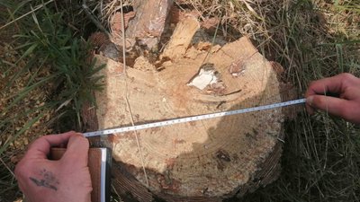 "Чорні лісоруби" продовжують орудувати на Херсонщині