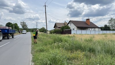 За амброзію на подвір'ї можуть оштрафувати: що потрібно знати жителям Полтавської громади