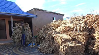 Підпільне виробництво тютюну Підпільне виробництво тютюну