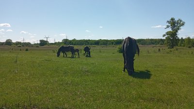 У господарстві поблизу Полтави, у яку влучила російська ракета, вбили коней