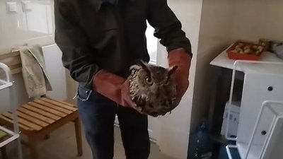 Виснаженого пугача знайшли на околицях прикарпатського села Виснаженого пугача знайшли на околицях прикарпатського села