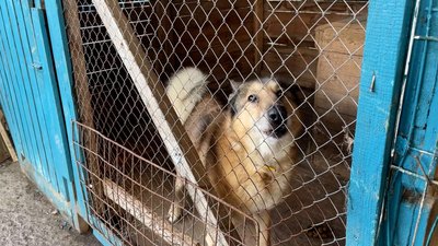 У Прилуках 37 собак, які проживають у притулку, можуть залишитися без догляду: в чому причина та чи є вихід з ситуації У Прилуках 37 собак, які проживають у притулку, можуть залишитися без догляду: в чому причина та чи є вихід з ситуації