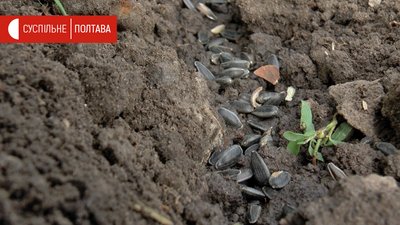 Насіння соняшника в ґрунті Насіння соняшника в ґрунті