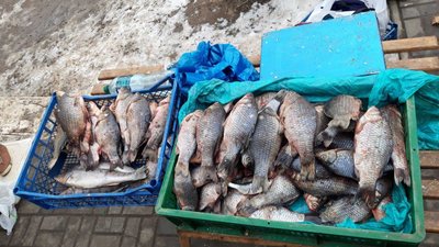 У водоймах Херсонщини за тиждень браконьєри наловили понад 200 кг риби У водоймах Херсонщини за тиждень браконьєри наловили понад 200 кг риби