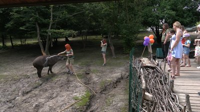 Родичка коней і носорогів: у Рівному відзначили день народження тапіра Майї