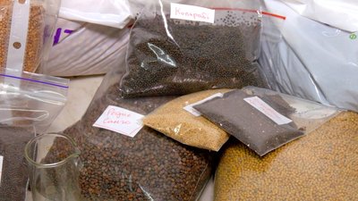 Гроші з продажу спрямують на потреби ЗСУ: у Вінниці учні вирощують мікрозелень Гроші з продажу спрямують на потреби ЗСУ: у Вінниці учні вирощують мікрозелень