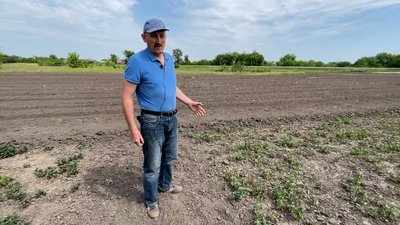На Прилуцькій дослідній станції вивели новий сорт м'яти На Прилуцькій дослідній станції вивели новий сорт м'яти