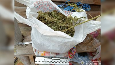 Марихуана, рослина, вилучена правоохоронцями у жителя Корюківщини Чернігівської області Марихуана, рослина, вилучена правоохоронцями у жителя Корюківщини Чернігівської області