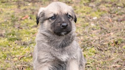 Щастя не має породи. У Миколаєві безпородні собаки шукали господарів Щастя не має породи. У Миколаєві безпородні собаки шукали господарів