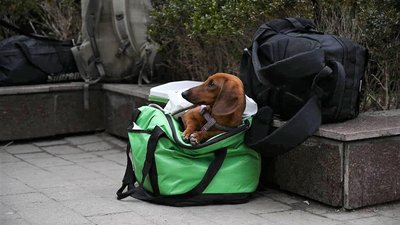 Закарпатці забирають тварин вимушених переселенців на перетримку
