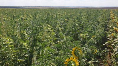 Поліція знищила 300 гектарів маку та коноплі