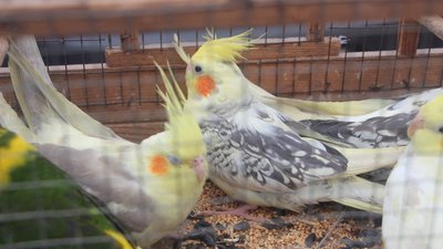 Виставку птахів та домашніх тварин влаштували в Охтирці на Сумщині Виставку птахів та домашніх тварин влаштували в Охтирці на Сумщині