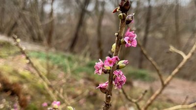 У ботанічному саду на Тернопільщині зацвіла калина У ботанічному саду на Тернопільщині зацвіла калина