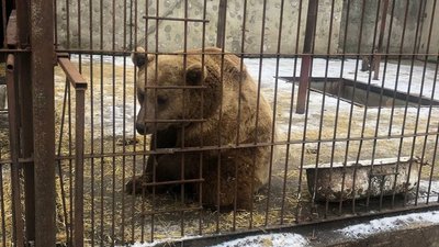 У Хмельницькому реабілітаційному центрі для диких тварин вперше взимку народились бурі ведмежата