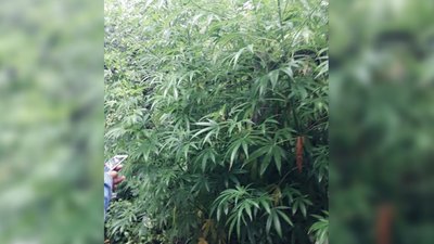 У жителя Ужгородщини виявили плантацію коноплі