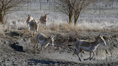 До Одеської області завезли куланів. Раніше їх стадо знищили мисливці. ВІДЕО До Одеської області завезли куланів. Раніше їх стадо знищили мисливці. ВІДЕО