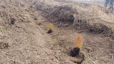Сіянці на Хмельниччині висаджують у ряд через метр Сіянці на Хмельниччині висаджують у ряд через метр