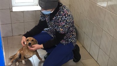 Притулок для тварин Одеса